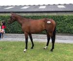 Don Poli's 1/2 sister after making €105000 at Tatts Ireland Derby Sale 2015