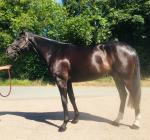 Lot 441 - Masked Marvel x Royale Du Berlais who realised €100000 at Tatts Ireland Derby Sale 2019