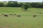 Summer turnout at Mill House
