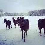 Foals enjoying the snow Dec 2017