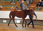 New Approach x Gee Kel filly foal who realised £400000 at Tattersalls December sale in 2013